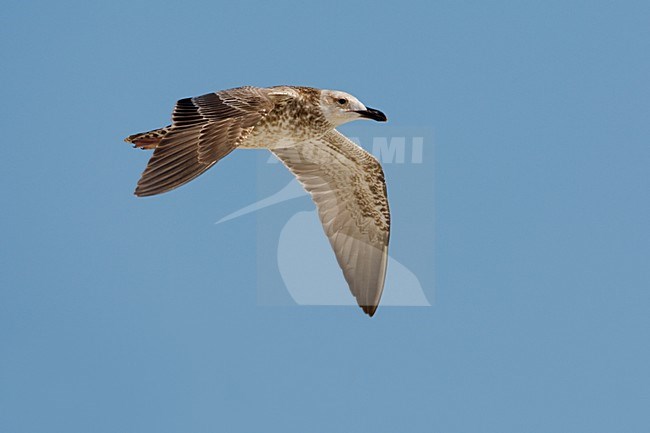 Heuglinsmeeuw in vlucht; Heuglin's Gull in flight stock-image by Agami/Daniele Occhiato,