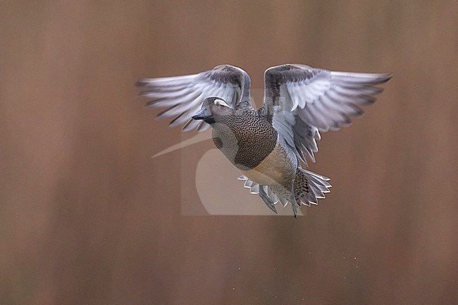 Zomertaling mannetje in vlucht; Garganey male in flight stock-image by Agami/Daniele Occhiato,