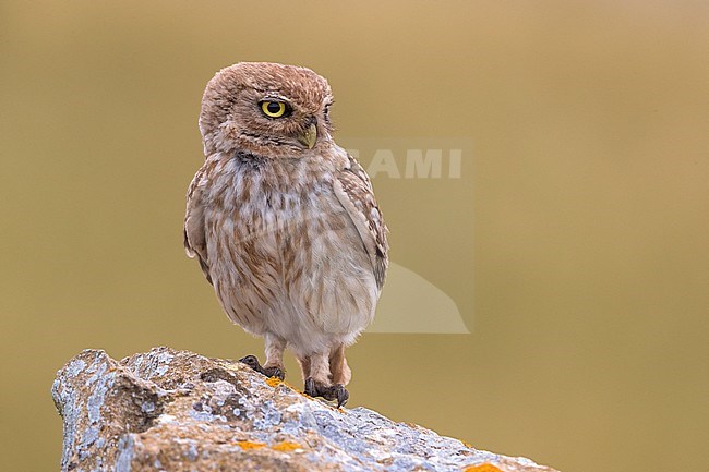 Little Owl (Athene noctua ssp. glaux) perched on a rock in Morocco stock-image by Agami/Daniele Occhiato,