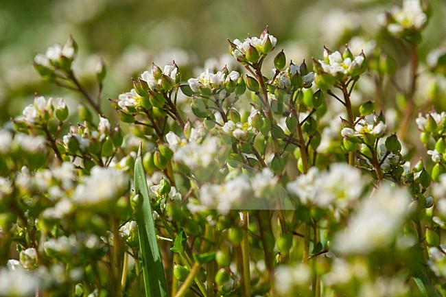 Detail van Deens lepelblad; cClose up ofEarly Scurvygrass stock-image by Agami/Wil Leurs,