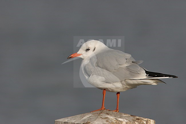 Black-headed Gull winterplumage on rock; Kokmeeuw winterkleed op rots stock-image by Agami/Chris van Rijswijk,