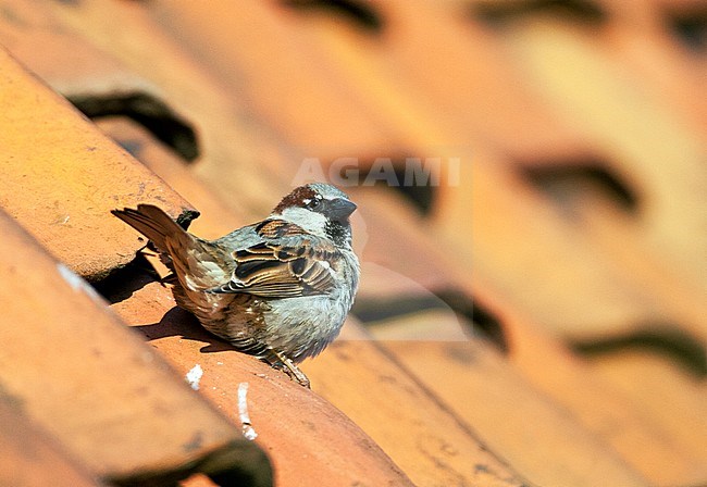 House Sparrow (Passer domesticus) male perched on the roof of a house in the Netherlands. Witch cocked tail stock-image by Agami/Marc Guyt,