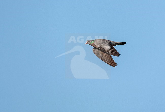 Stock Dove (Columba oenas) in the Netherlands. stock-image by Agami/Marc Guyt,