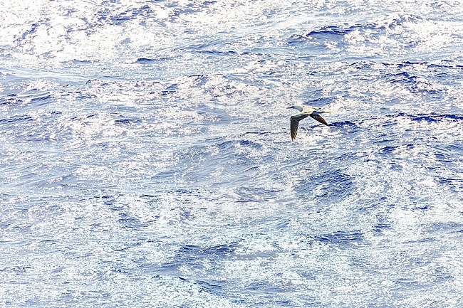 Red-footed booby (Sula sula rubripes) at sea in the Pacific Ocean, around the Solomon Islands. stock-image by Agami/Marc Guyt,