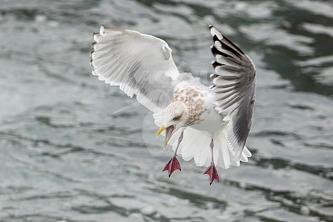 ‘Cipriana’ in flight, the returning adult Thayer’s Gull Larus thayeri, of San Cibrao in the Atlantic Coast of Lugo, Galicia, Spain stock-image by Agami/Rafael Armada,