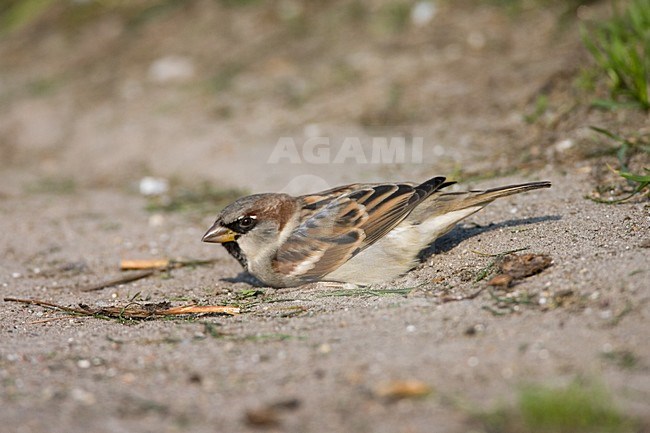 House Sparrow dust bathing; Huismus stof baddend stock-image by Agami/Marc Guyt,