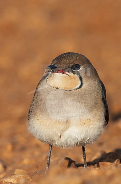 Vorkstaartplevier staand op grond; Collared Pratincole perched on ground stock-image by Agami/Markus Varesvuo,