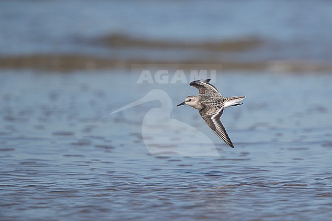 Juvenile Sanderling (Calidris alba) in flight over water at Blåvandshuk, Denmark stock-image by Agami/Helge Sorensen,