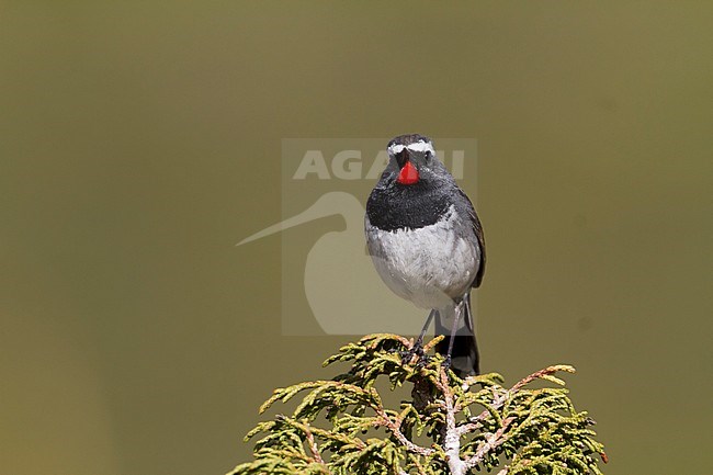 White-tailed Rubythroat - Bergrubinkehlchen - Calliope pectoralis ssp. ballioni, Kazakhstan, adult male stock-image by Agami/Ralph Martin,