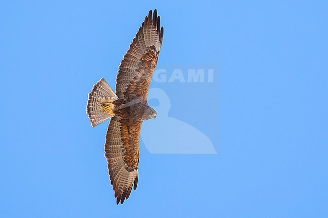 Adult (dark morph)
San Diego Co., CA
April 2023 stock-image by Agami/Brian E Small,