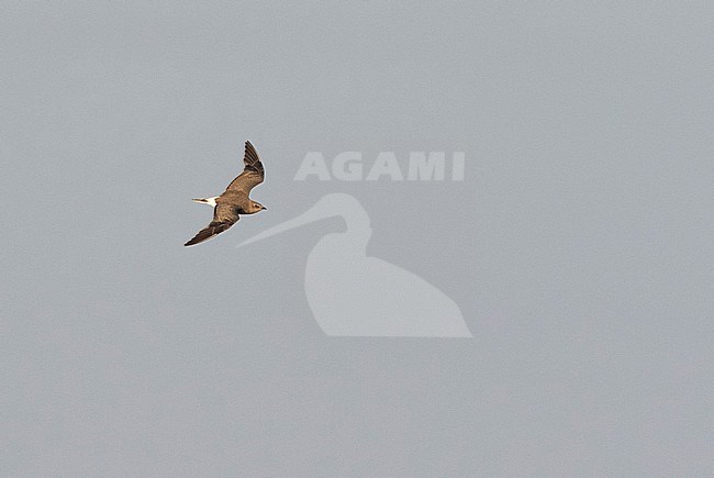 First-winter Black-winged Pratincole (Glareola nordmanni) in flight. Vagrant to the Netherlands. stock-image by Agami/Martijn Verdoes,