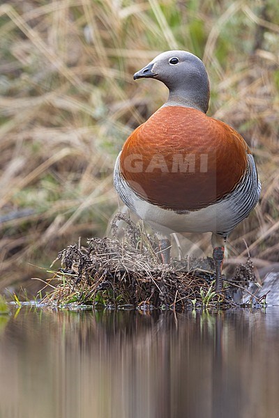 Ashy-headed Goose (Chloephaga poliocephala) resting by a stream in Argentina stock-image by Agami/Dubi Shapiro,