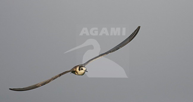 Black Tern juv. (Chlidonias niger) Hungary July 2006 stock-image by Agami/Markus Varesvuo,