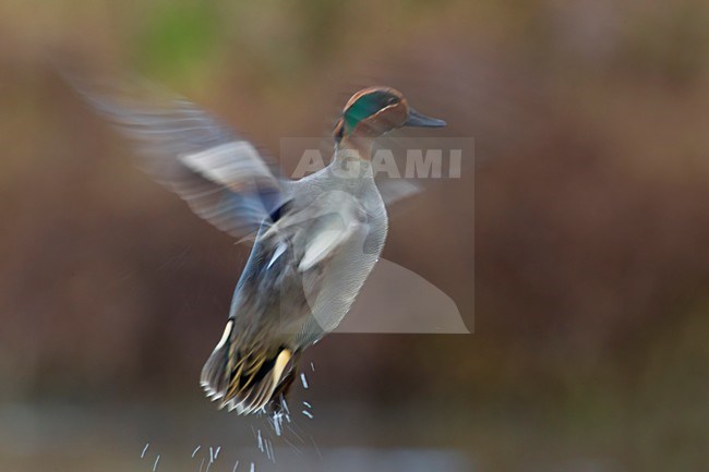 Wintertaling stijgt op; Common Teal taking off stock-image by Agami/Daniele Occhiato,