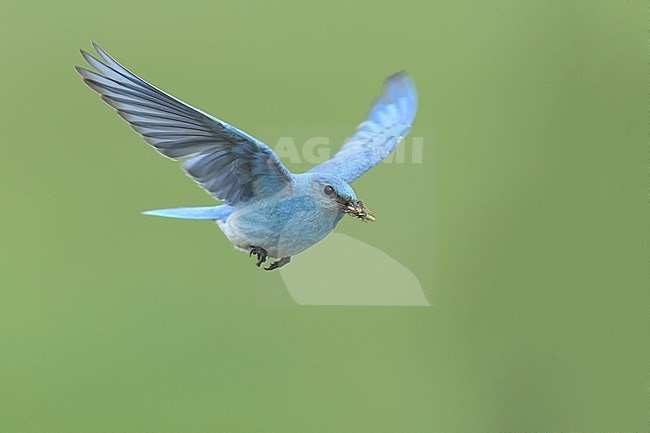 Adult male
Logan Lake, B.C., Canada
June 2015 stock-image by Agami/Brian E Small,