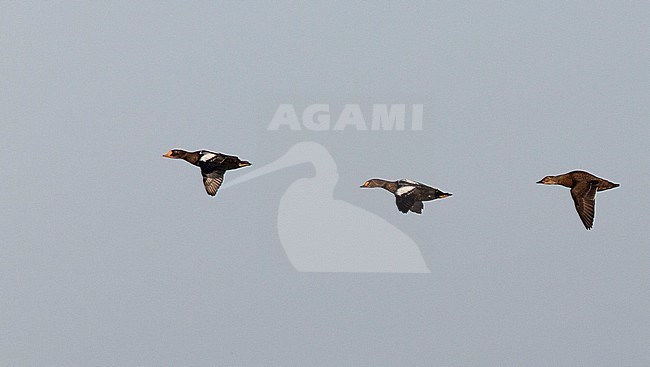 Two adult male King Eiders (Somateria spectabilis) and one female in eclipse plumage in Chukchi Sea near Utgiagvik in Alaska, United States. Flying against the sky as a background. stock-image by Agami/Edwin Winkel,