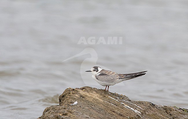 First-winter Black Tern (Chlidonias niger) perched on a rock in the Netherlands. stock-image by Agami/Edwin Winkel,