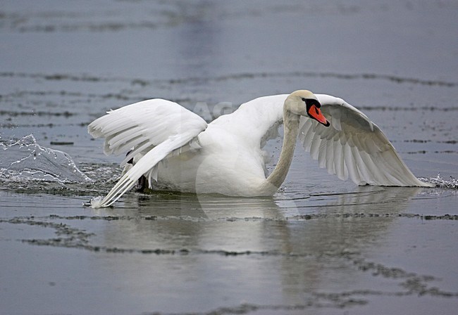 Volwassen Knobbelzwaan in de winter; Adult Mute Swan in winter stock-image by Agami/Markus Varesvuo,