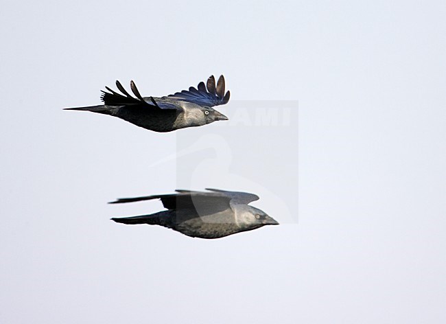 Paartje Kauwen in de vlucht; Pair of Eurasian Jackdaws in flight stock-image by Agami/Markus Varesvuo,