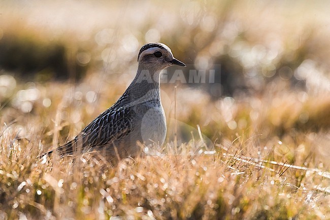 First-winter Eurasian dotterel (Charadrius morinellus) in Italy during autumn migration stock-image by Agami/Daniele Occhiato,