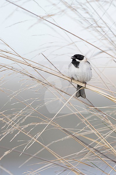 Pallas's Bunting - Pallasammer - Emberiza pallasi ssp. pallasi, adult male stock-image by Agami/Ralph Martin,