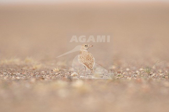 Saharan Dunn's Lark (Eremalauda dunni dunni) standing on the ground in an arid part of Sahara desert near Choum in Mauritania. Standing erect looking over its shoulder. stock-image by Agami/Josh Jones,