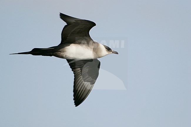 Lichte fase Kleine Jager in vlucht; Light morph Parasitic Jaeger in flight stock-image by Agami/Menno van Duijn,