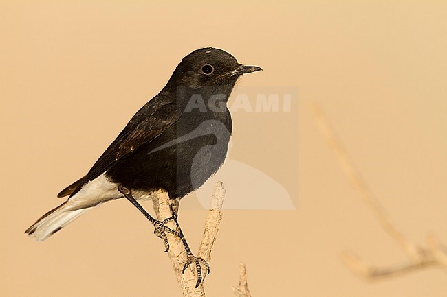 White-crowned Wheatear - Saharasteinschmätzer - Oenanthe leucopyga ssp. leucopyga, Morocco, 2nd cy, male stock-image by Agami/Ralph Martin,