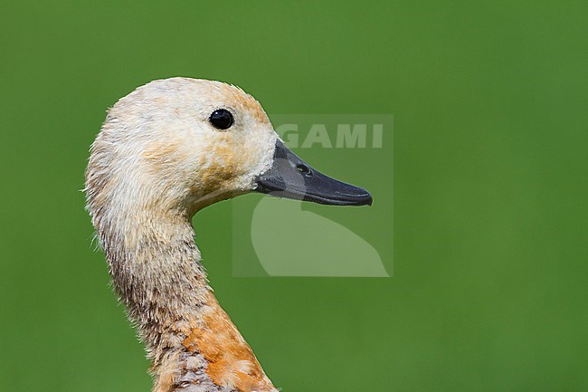 Ruddy Shelduck - Rostgans - Tadorna ferruginea, Switzerland, K1 stock-image by Agami/Ralph Martin,