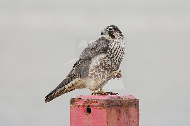 Slechtvalk man; Peregrine Falcon Male stock-image by Agami/Arie Ouwerkerk,