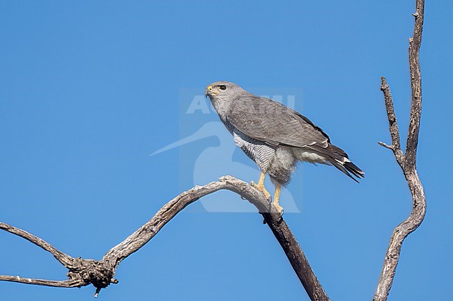 Adult
Pima Co., AZ
April 2024 stock-image by Agami/Brian E Small,