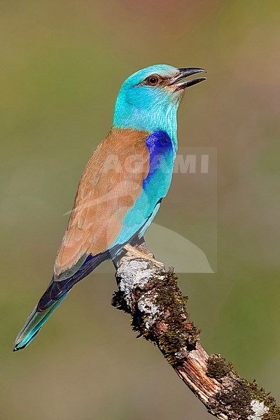 European Roller (Coracias garrulus), side view of an adult perched on a branch stock-image by Agami/Saverio Gatto,