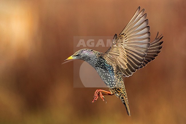 Vliegende Spreeuw voor rode achtergrond; Flying Starling for red coloured background stock-image by Agami/Daniele Occhiato,
