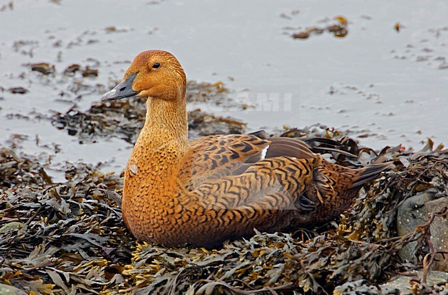 Vrouwtje Koningseider op rostkust; Female King Eider on rocky shore stock-image by Agami/Markus Varesvuo,