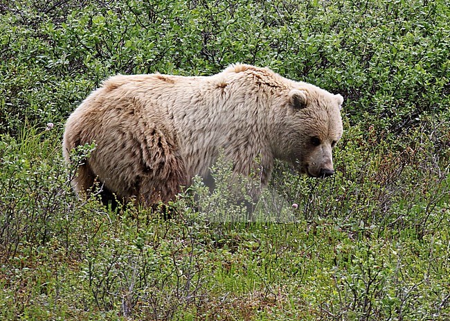Large adult Brown Bear, Ursus arctos, in Alaska, United States. In North America, the populations of brown bears are called grizzly bears. stock-image by Agami/Dani Lopez-Velasco,