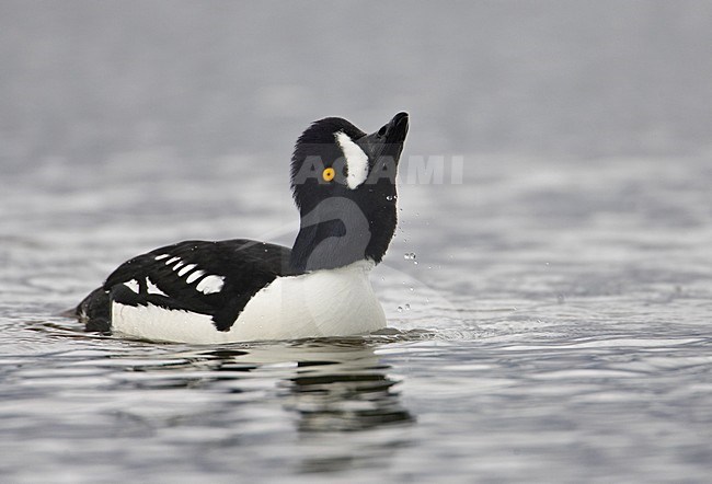 Mannetje IJslandse Brilduiker, Male Barrow's Goldeneye stock-image by Agami/Markus Varesvuo,