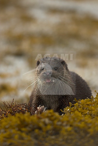 Otter met vis, Otter with fish stock-image by Agami/Danny Green,