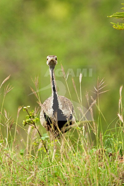 Baltsend mannetje Zwartbuiktrap, Displaying male Black-bellied Bustard stock-image by Agami/Wil Leurs,