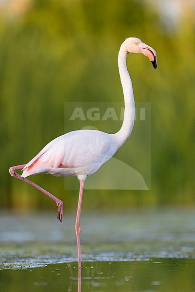Greater Flamingo (Phoenicopterus roseus), side view of an adult standing in a swamp, Campania, Italy stock-image by Agami/Saverio Gatto,