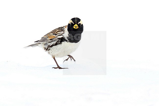 Adult male Lapland Bunting (Calcarius lapponicus alascensis) in Alaska, United States. Also know as Lapland Longspur. Walking on snow, looking at the camera. stock-image by Agami/Dani Lopez-Velasco,