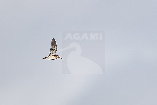 A Jack Snipe (Lymnocryptes minimus) in flight from side with lifted wing stock-image by Agami/Mathias Putze,