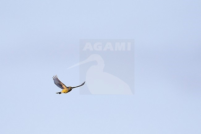 Corsican Finch - Korsengirlitz - Carduelis corsicana, France (Corsica), adult, male stock-image by Agami/Ralph Martin,