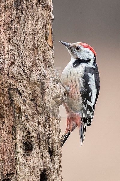 Middle Spotted Woodpecker (Dendrocoptes medius) in wild forest in Bialowieza, Poland. stock-image by Agami/Oscar Díez,
