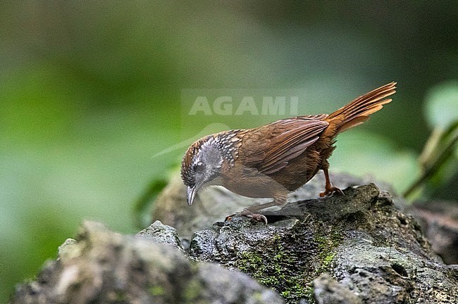 Spot-necked Babbler (Stachyris strialata) perched on a rock in tropical rainforest in southeast China. stock-image by Agami/Marc Guyt,