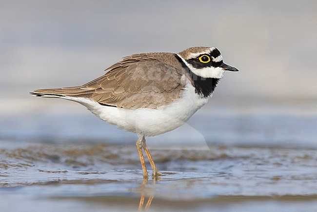 Little Ringed Plover (Charadrius dubius), side view of an adult male standing on the mud, Campania, Italy stock-image by Agami/Saverio Gatto,