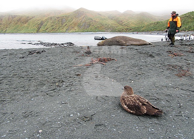 Brown Skua (Stercorarius antarcticus lonnbergi) resting on the coast of Macquarie Island, Australia. Eco tourist strolling along over the beach. stock-image by Agami/Marc Guyt,
