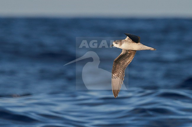 Freira in vlucht, Zino\'s Petrel in flight stock-image by Agami/Markus Varesvuo,