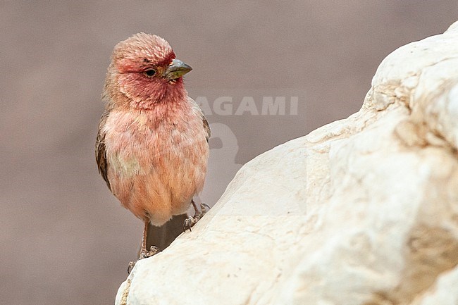 Male Sinai Rosefinch (Carpodacus synoicus) perched on a white rock in a desert canyon near Eilat, Israel stock-image by Agami/Marc Guyt,