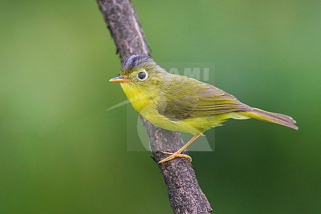 Martens's Warbler, Phylloscopus omeiensis, perched on a branch. stock-image by Agami/Dubi Shapiro,