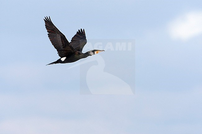 Adult Great Cormorant (Phalacrocorax carbo) in flight in the Netherlands. Seen from the side, showing under wing. stock-image by Agami/Marc Guyt,